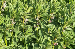 Faba bean plant picture